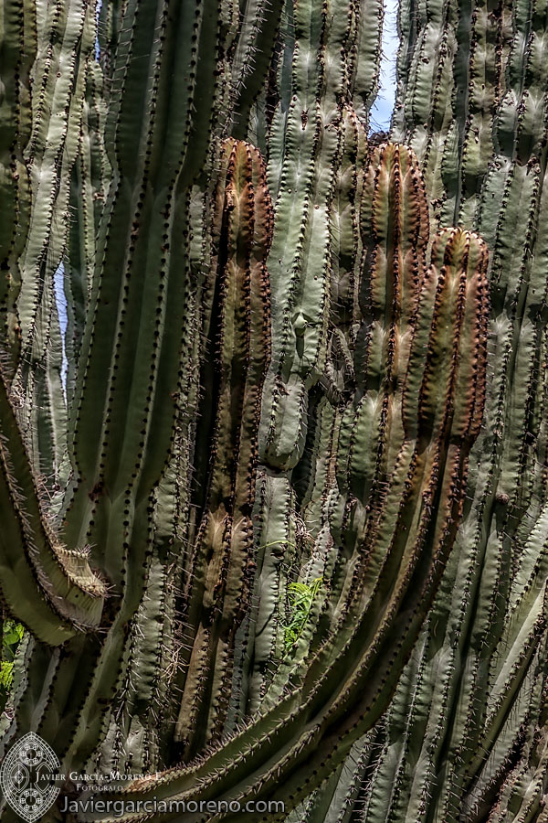 Estampas de México