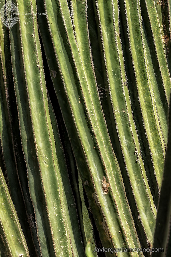 Estampas de México